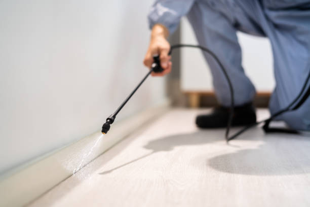 Licensed Termite Control service in Kingston, WA - Nex Pest Control