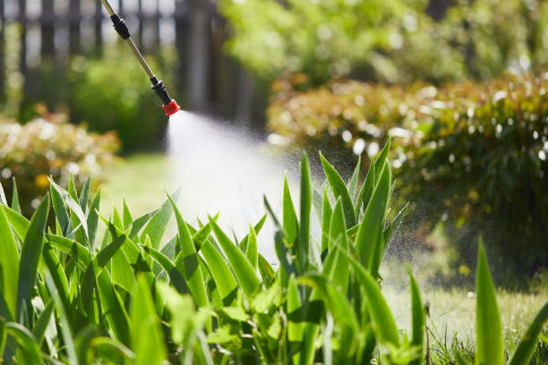 24/7 Emergency Termite Control experts in Kingston, WA
